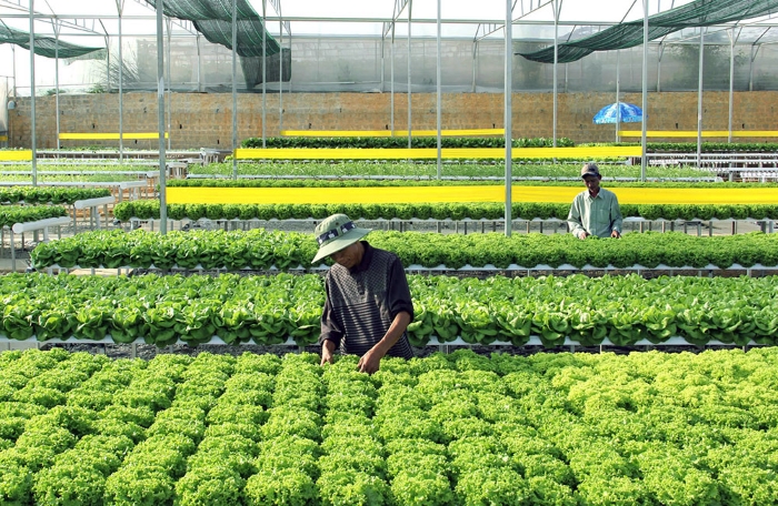 Mô hình trồng rau thủy canh tại Đà Lạt với sự hỗ trợ của công nghệ 4.0